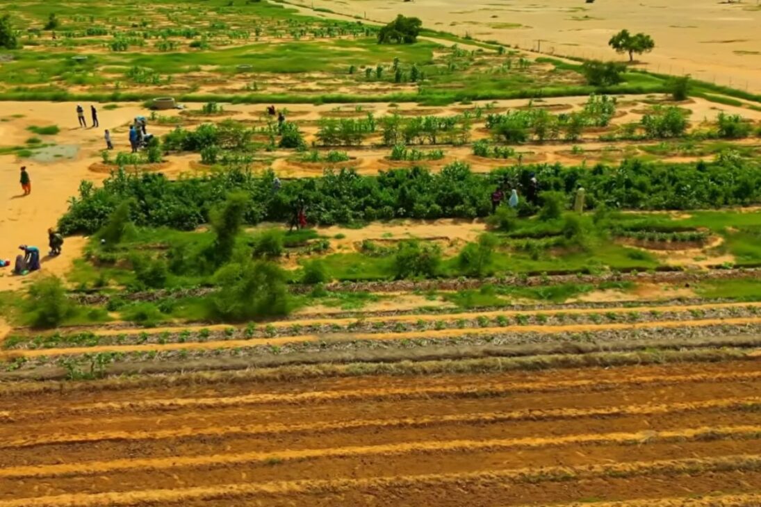Desert valley recovers rainwater, regenerates soil, and reactivates the ecosystem in a dry area of Saudi Arabia.