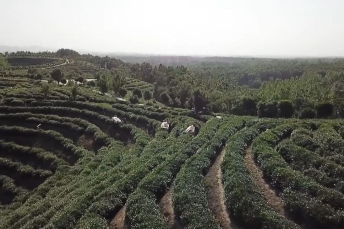 China combines organic agriculture, biotechnology and live sales to protect rural income in the new countryside plan.