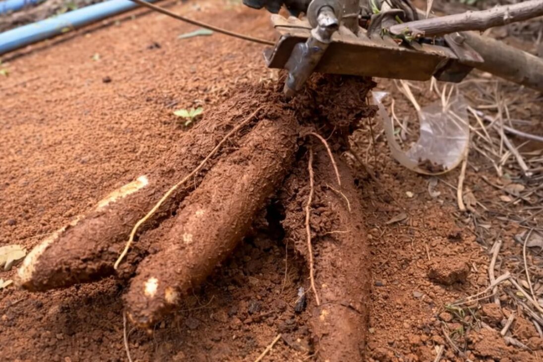 New cassava from Embrapa gains productivity with efficient irrigation and management in the DF and reduces waste in the field.