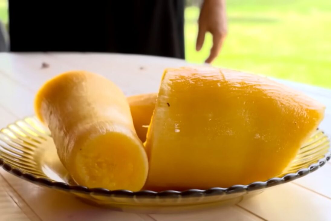 New cassava from Embrapa gains productivity with efficient irrigation and management in the DF and reduces waste in the field.