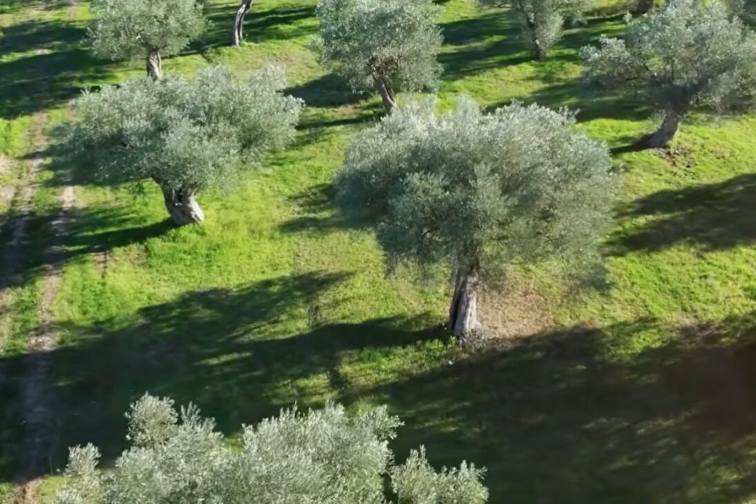 Productive oasis shows how farmers use rain and water to regenerate the desert with simple and highly efficient techniques.