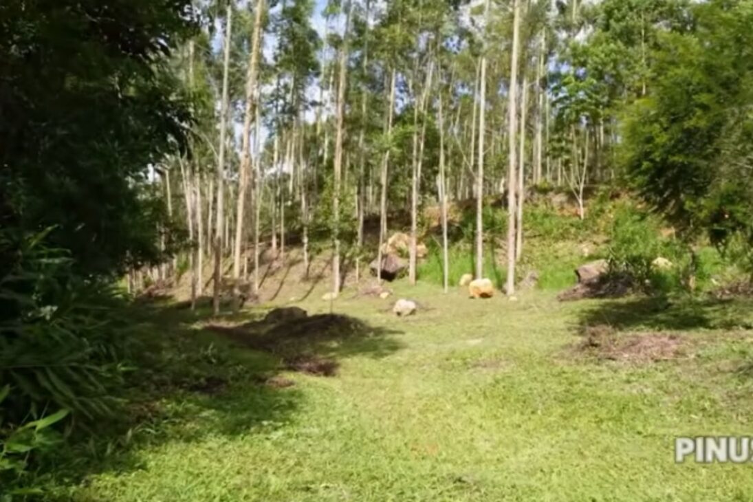 Couple Starts From Scratch On A Plot Of Land In Santa Catarina, Opens Access, And Removes Eucalyptus To Transform The New Area.
