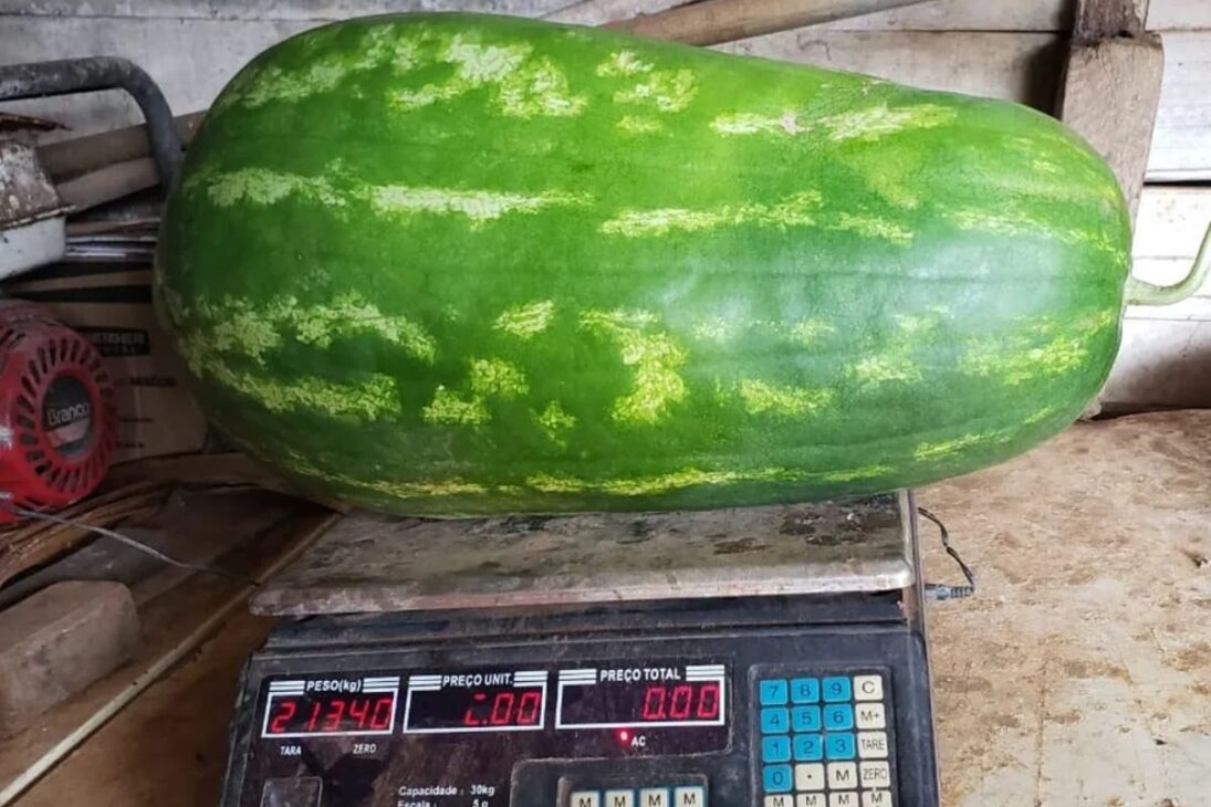 Giant fruits in Brazil show how watermelon, pumpkin, and guava respond to cultivation and management techniques.