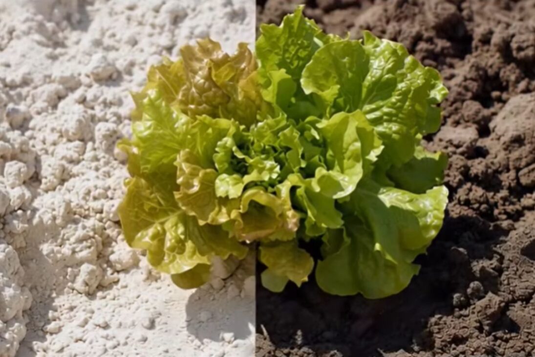 Fertile land with mulch, well-rotted manure, protected soil, and organic matter transforms dry sand into a productive garden.
