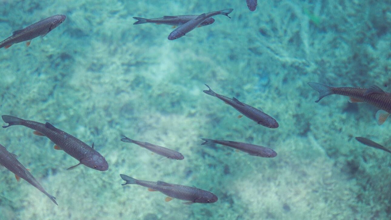 Drilling in the Negev Desert revealed fossil saline and hot water that began to support aquaculture, solar energy, and agriculture.