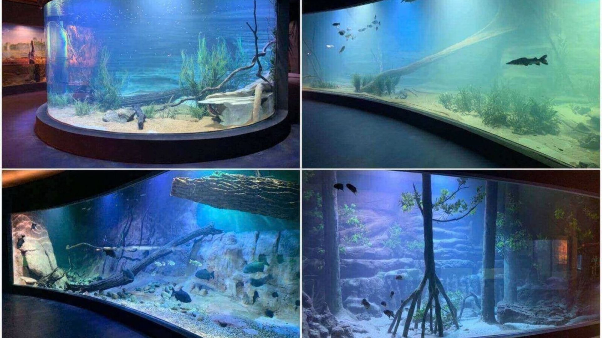 Bioparque Pantanal atinge 100 espécies reproduzidas com 95% de reprodução natural e amplia conservação da biodiversidade aquática no maior aquário de água doce do mundo.