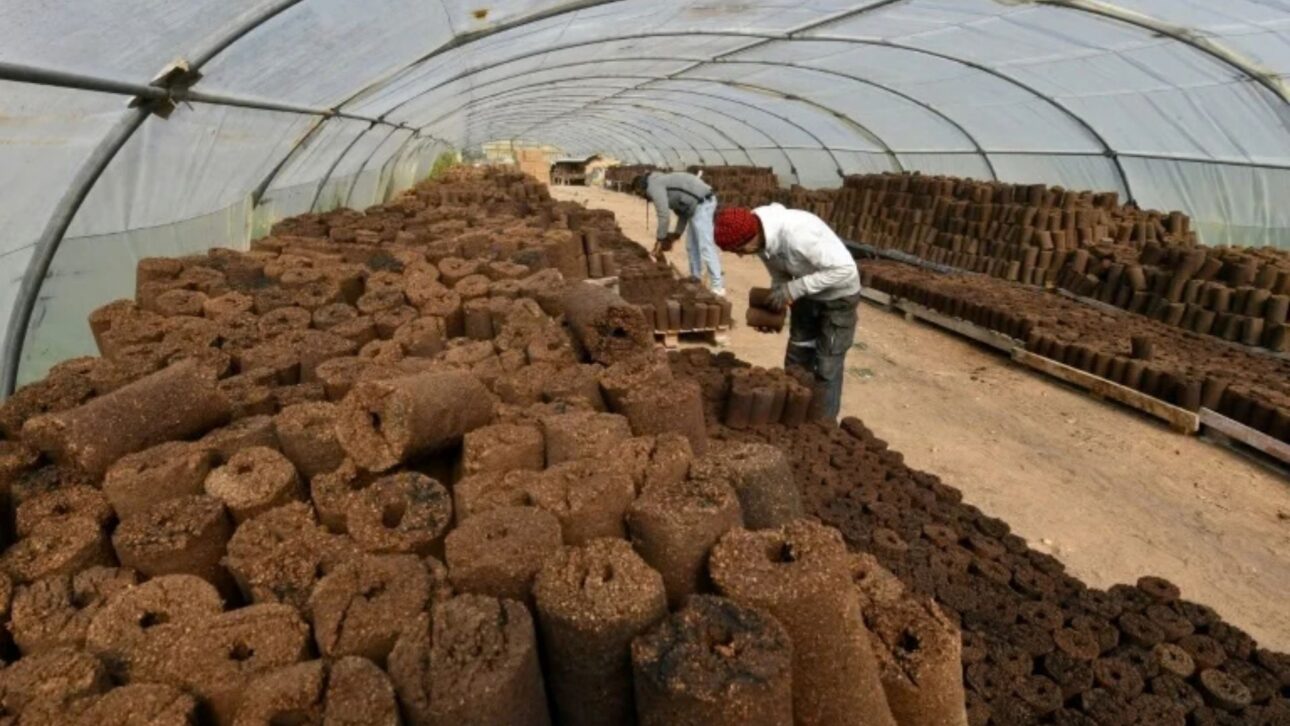 Olive Oil Production Waste Gains Energy Value: Olive Pit Heats Homes, Fuels Industrial Boilers, and Becomes Strategic Biomass.