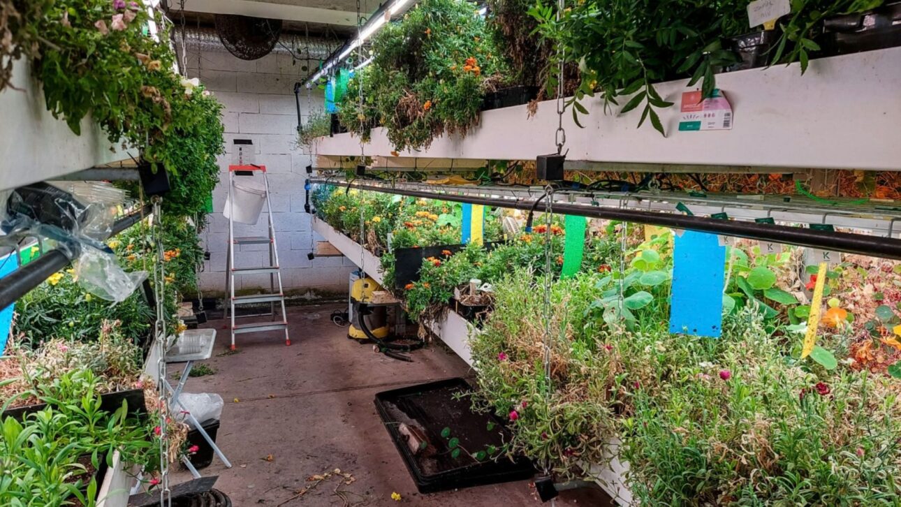 Abandoned parking lot in Paris turns into underground farm with LED and hydroponics to produce mushrooms, endives, and microgreens within the city.