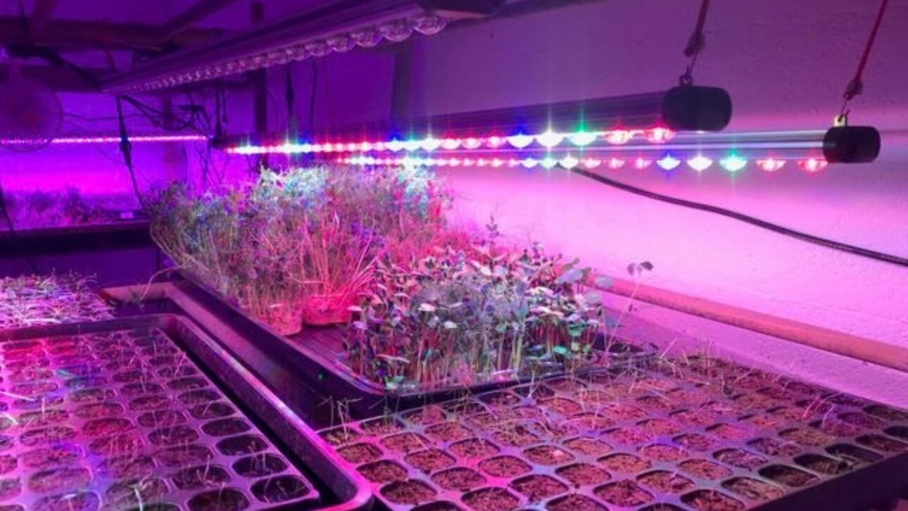 Abandoned parking lot in Paris turns into underground farm with LED and hydroponics to produce mushrooms, endives, and microgreens within the city.