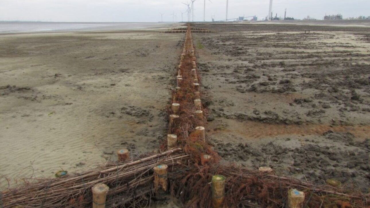 Holland Creates 15-Hectare Salt Marsh with Branch Barriers and 1.35 Million Plants to Enhance Coastal Protection Against Sea Level Rise.