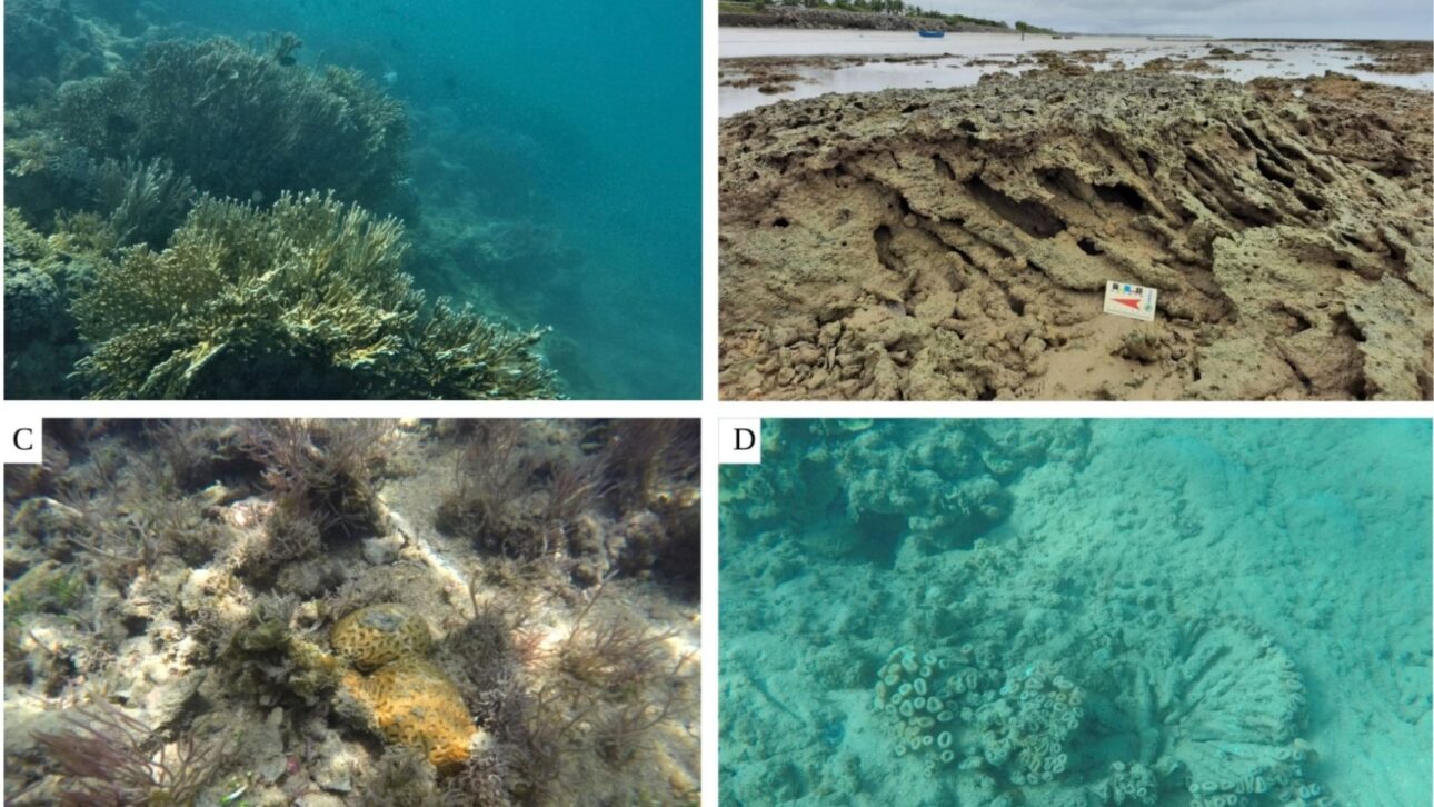 Scientists from USP identify deep reefs and a canal covered by corals at 40 meters in the Royal Charlotte Bank, a submarine platform of 6,000 km² in Bahia.