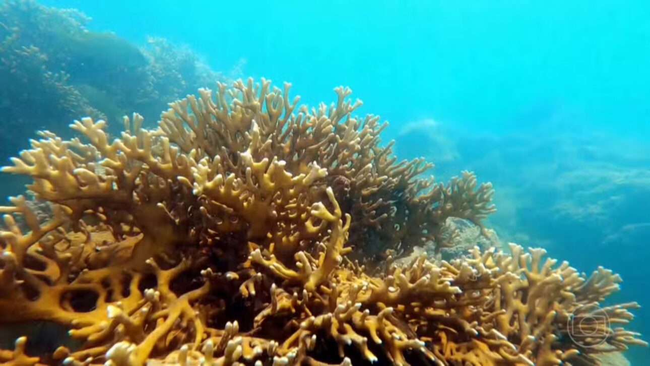 Scientists from USP identify deep reefs and a canal covered by corals at 40 meters in the Royal Charlotte Bank, a submarine platform of 6,000 km² in Bahia.