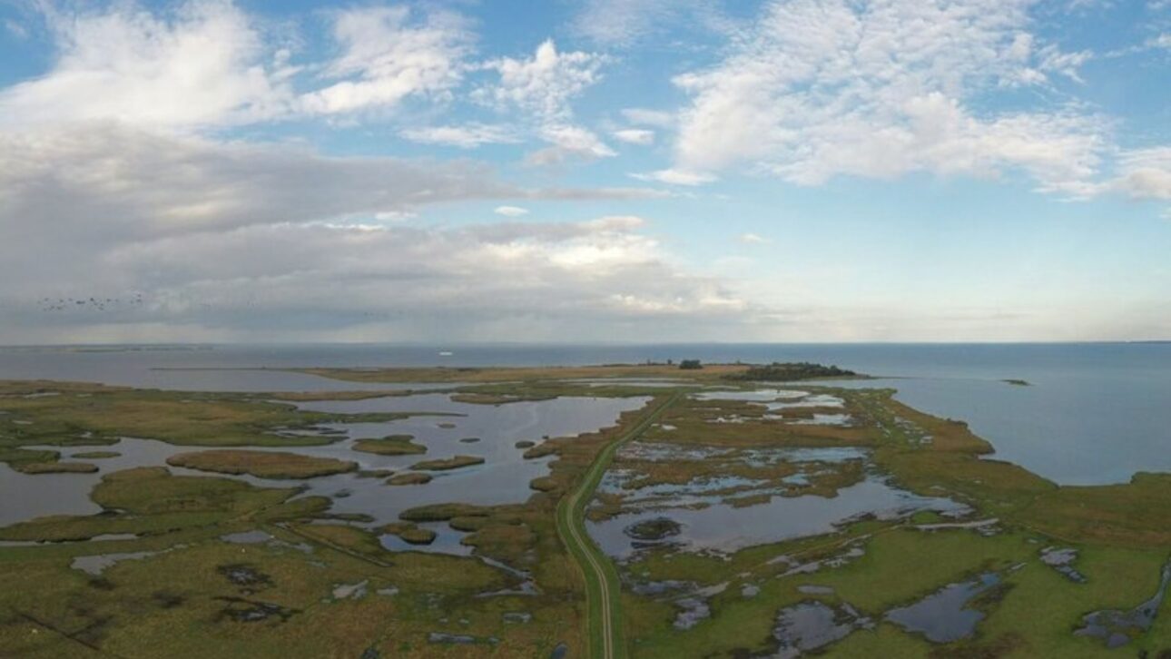 Germany Removes 4.5 Km of Dikes and Returns 200 Hectares to the Sea, Restoring Marshes that Reduce Waves, Coastal Erosion, and Capture Carbon.
