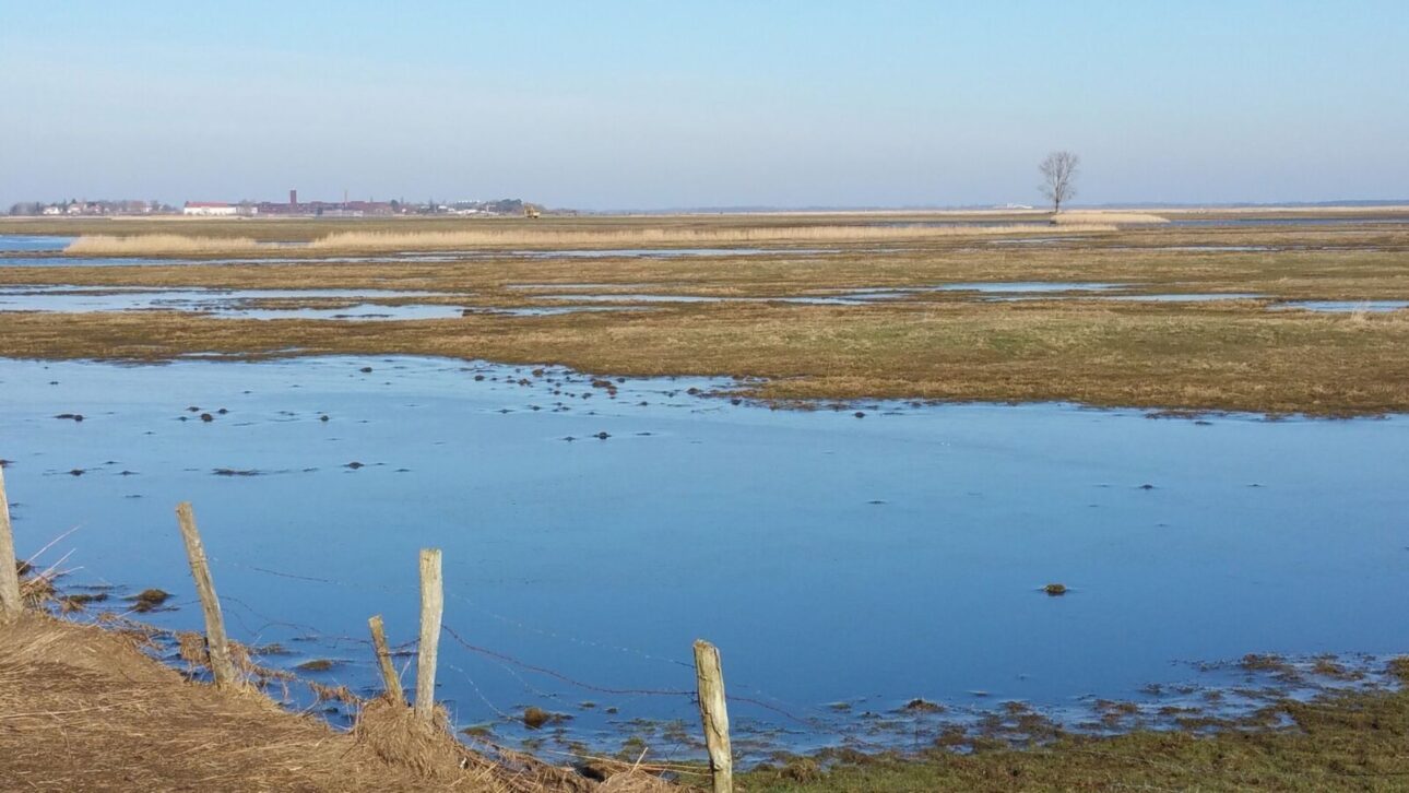 Germany Removes 4.5 Km of Dikes and Returns 200 Hectares to the Sea, Restoring Marshes that Reduce Waves, Coastal Erosion, and Capture Carbon.