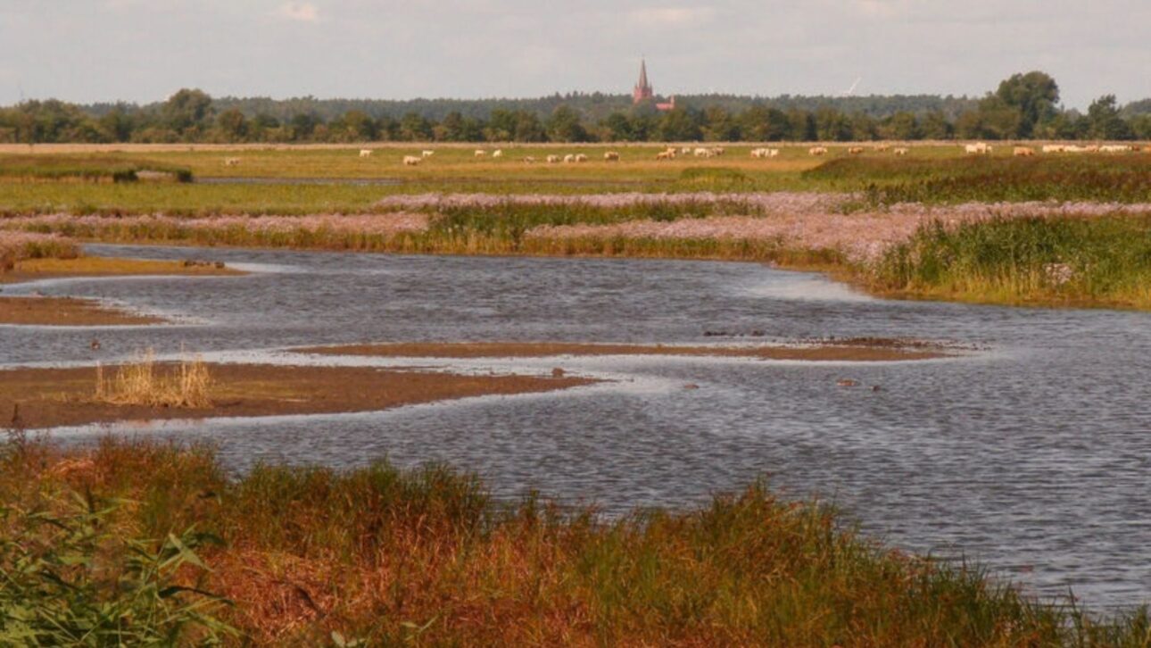 Germany Removes 4.5 Km of Dikes and Returns 200 Hectares to the Sea, Restoring Marshes that Reduce Waves, Coastal Erosion, and Capture Carbon.