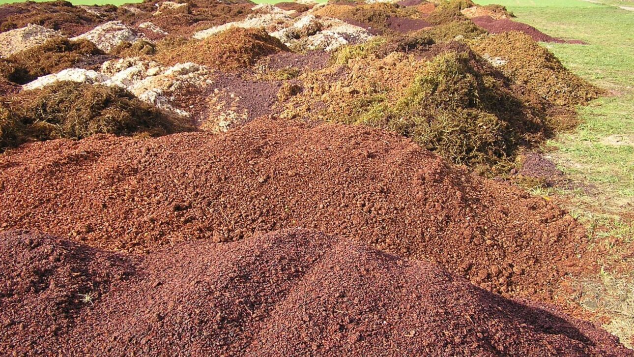 Grape pomace becomes industrial biomaterial: wine waste now supplies fashion, packaging, and automobiles in a new circular economy chain. (Image: reproduction)