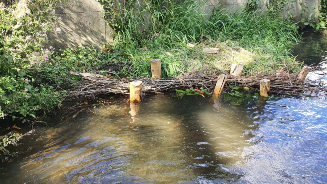 London Redesigns 1.25 km of the Beverley Brook with Branch Berms and 1,200 Stakes, Using Sediments to Recreate Natural Banks and Habitats.