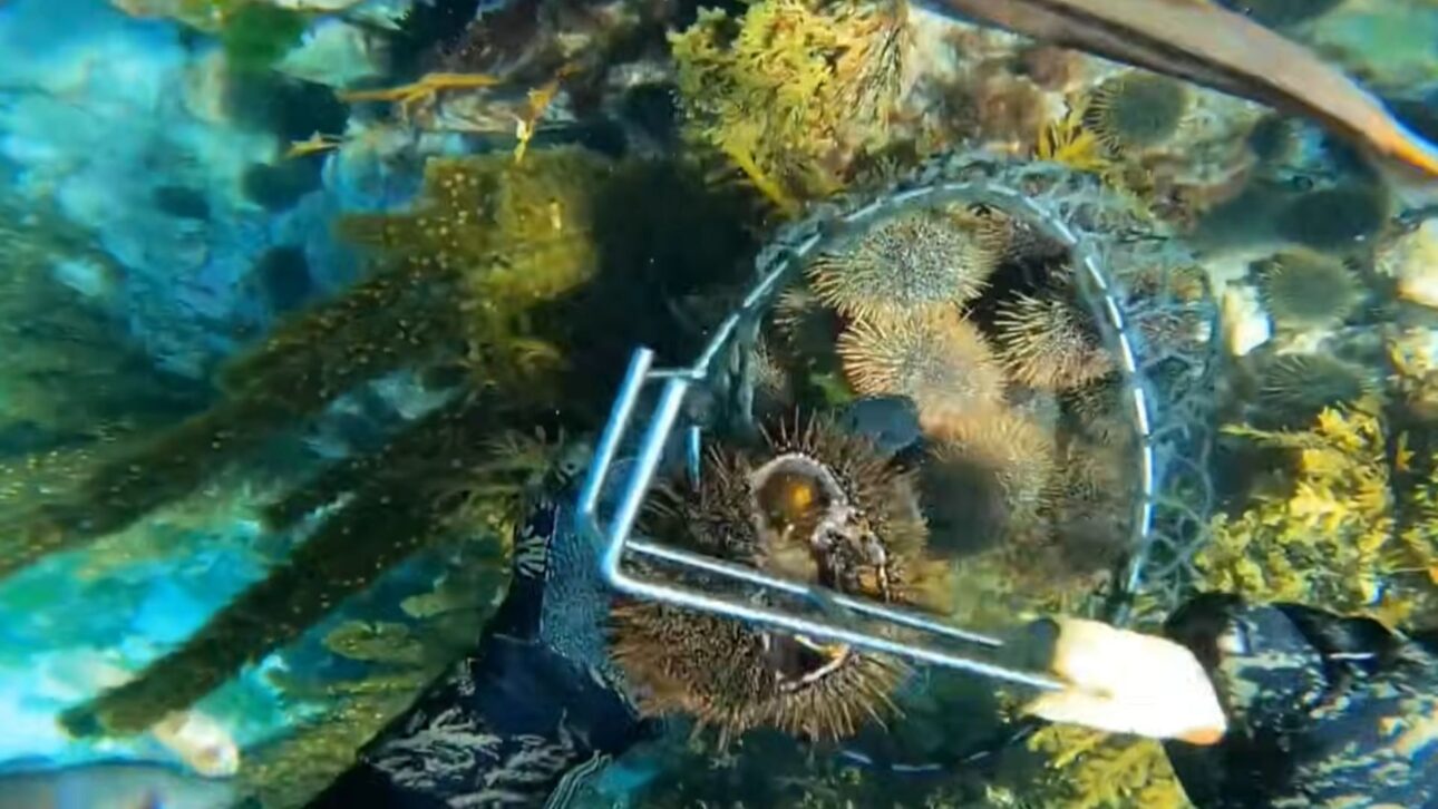 An explosion of sea urchins devastated kelp forests in California and led scientists to remove millions of them to save the marine ecosystem.
