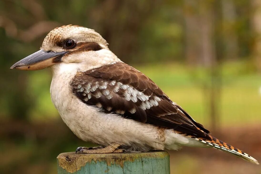 Snakes Found Dead In Australia, Scientists Identify Kookaburra As A Decisive Predator And The Venom Of The Brown Snake Returns To The Center Of Urban Ecological Debate.