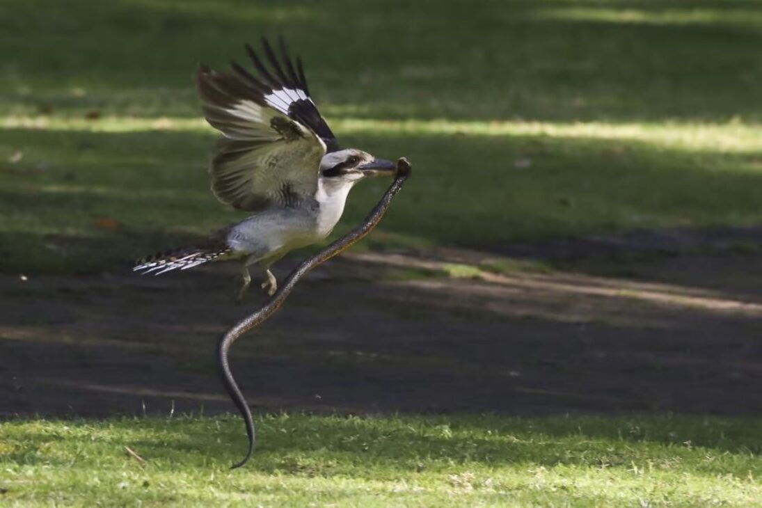 Snakes Found Dead In Australia, Scientists Identify Kookaburra As A Decisive Predator And The Venom Of The Brown Snake Returns To The Center Of Urban Ecological Debate.