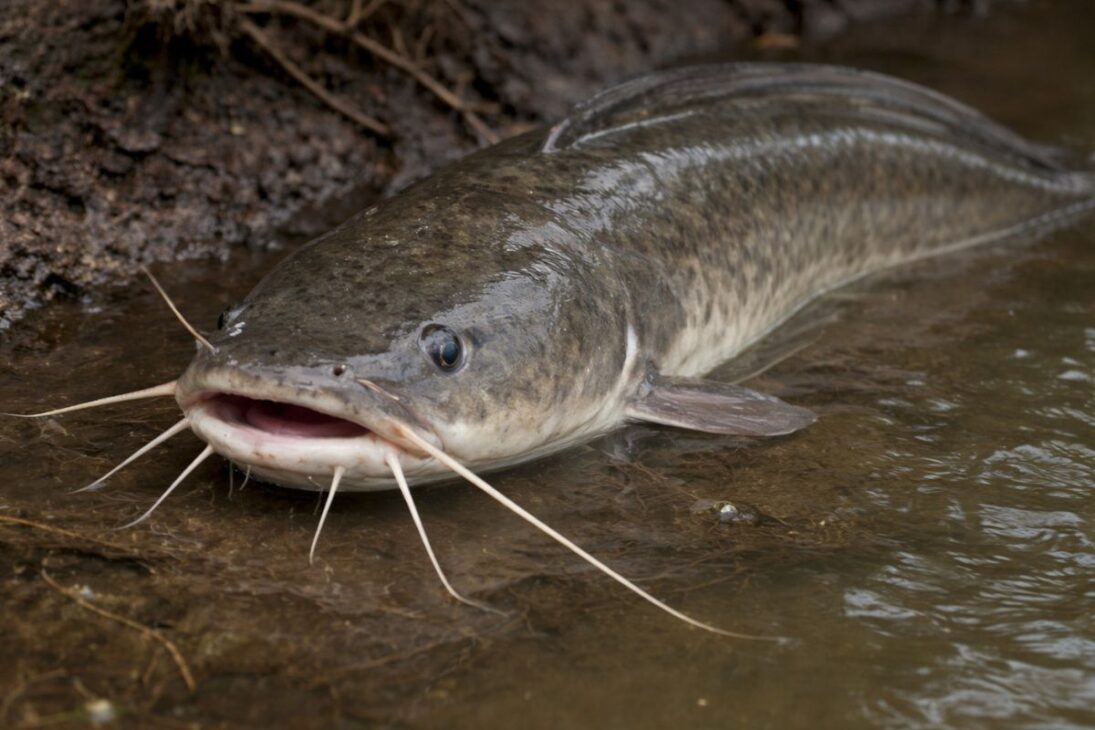 Invasive African Catfish Advances in Goiás, Dominates the Meia Ponte River, and Increases the Risk of Environmental Imbalance.