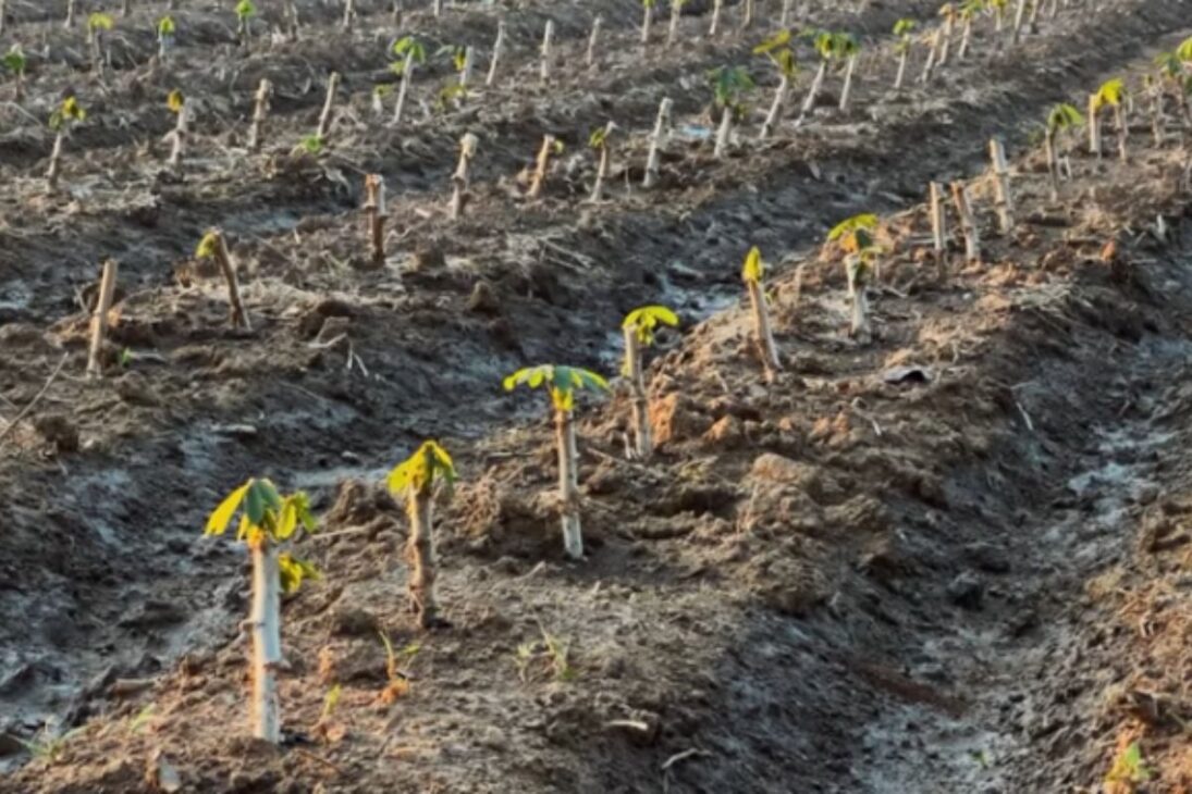 In The Saudi Arabian Desert, The Soil Recovers Infiltration And Inspires Answers To Drought In Brazil.