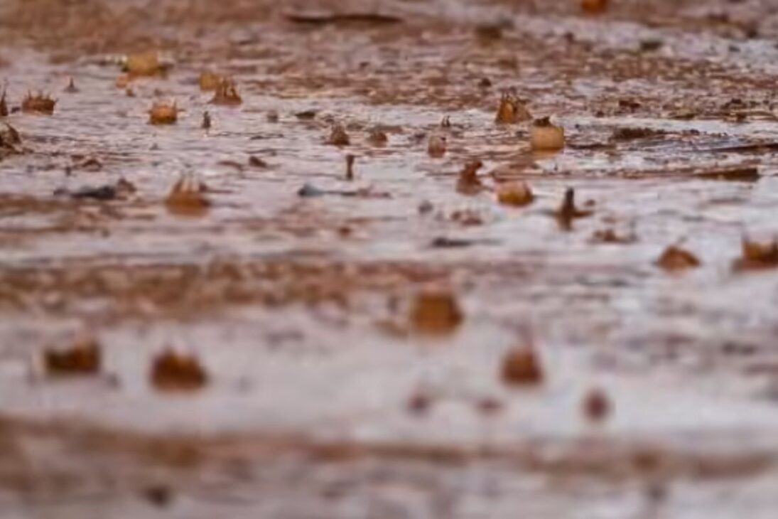 In The Saudi Arabian Desert, The Soil Recovers Infiltration And Inspires Answers To Drought In Brazil.