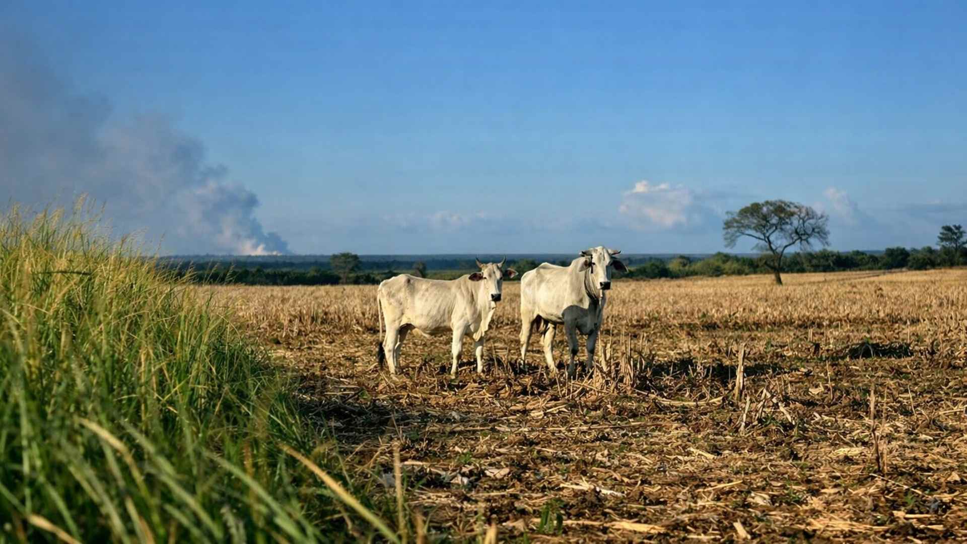 Estudo global aponta que campos naturais estão desaparecendo quase quatro vezes mais rápido que florestas devido à expansão agrícola mundial.