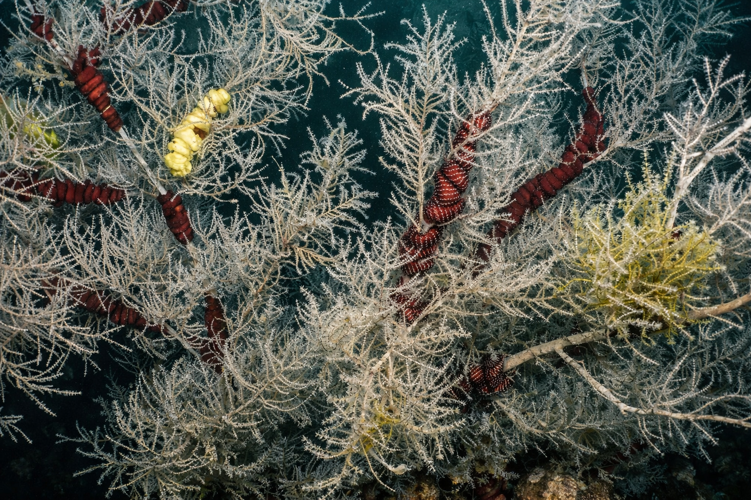 Coral negro gigante com pólipos brancos e estrutura escura nas águas profundas de Fiordland, Nova Zelândia, espécie centenária protegida.