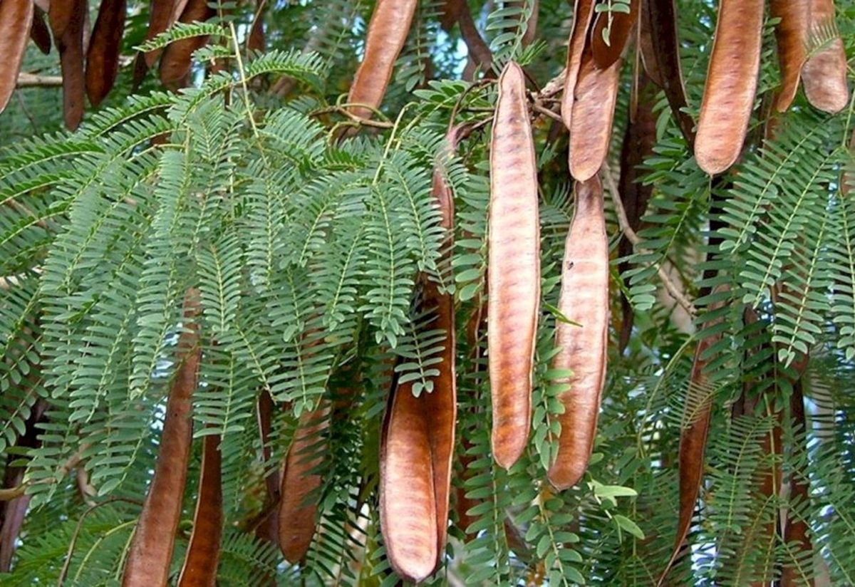 Comissão da Câmara aprova projeto que cria regras para controle e erradicação da leucena, espécie invasora que ameaça ecossistemas no Brasil.