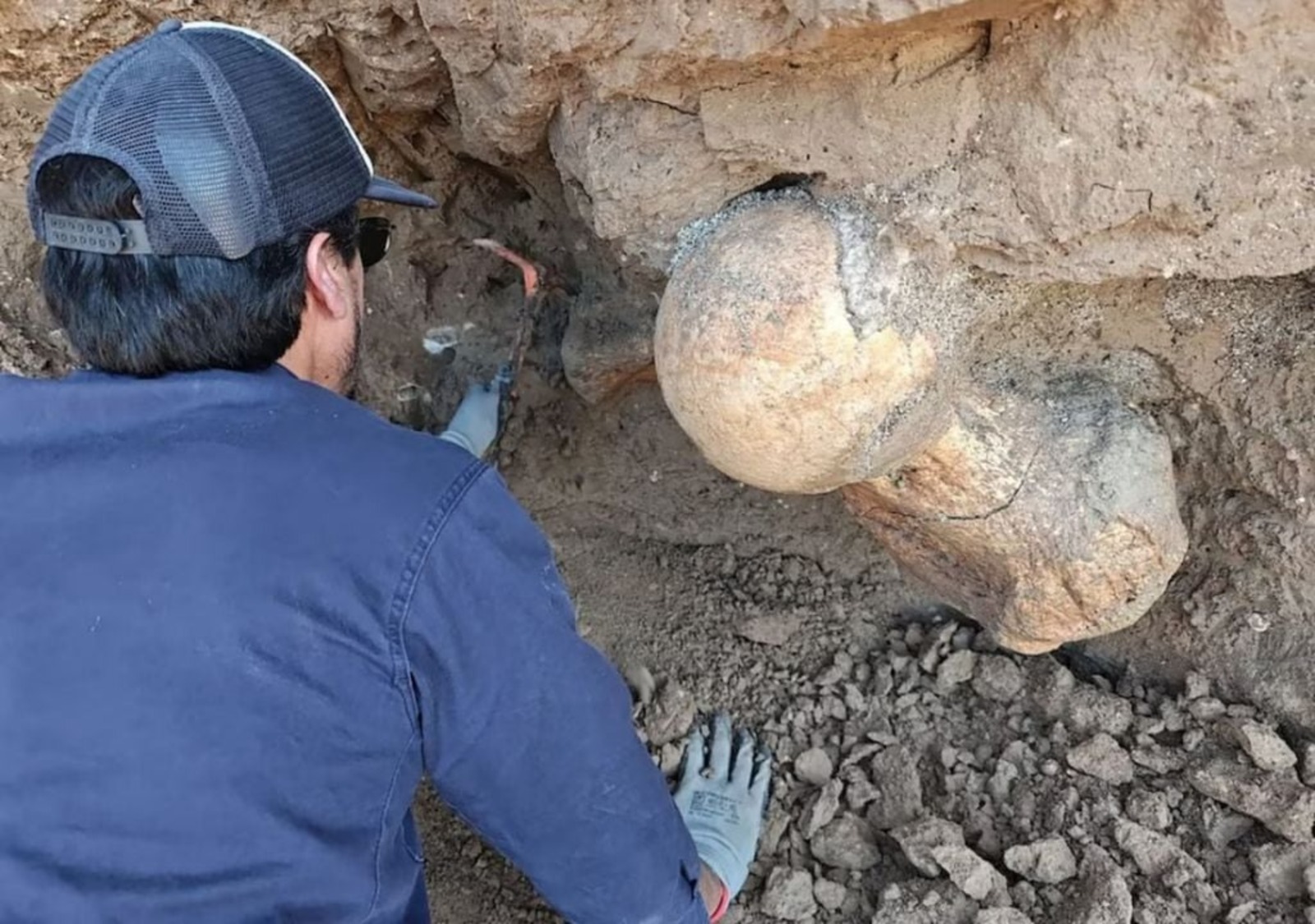 Preguiça gigante, Fêmur
