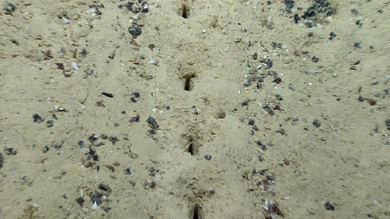 At 2,540 meters deep in the Mesoatlantic Ridge, NOAA scientists found rows of perfectly aligned holes at the bottom of the ocean, each surrounded by small mounds of sediment, the pattern is so precise it appears artificial, but to this day no one knows what created them.