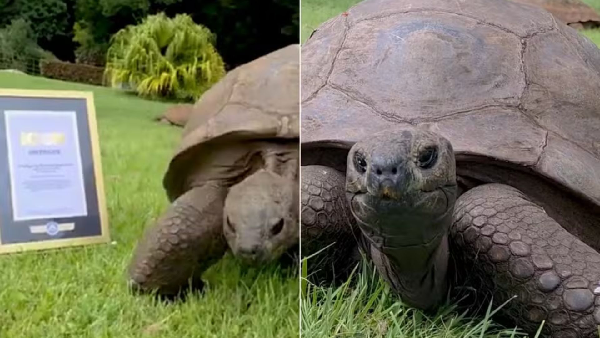 194-Year-Old Giant Tortoise, World's Oldest Living Land Animal